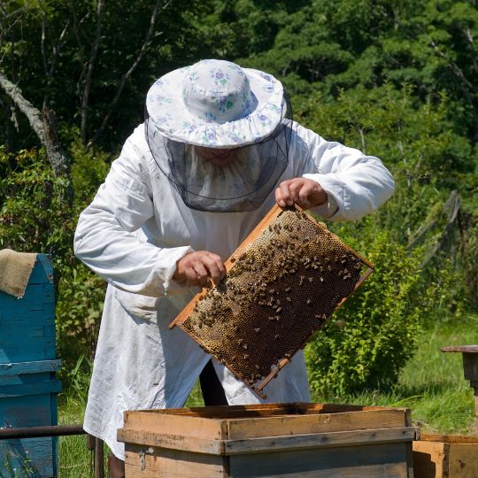 Bio Manuka Honig für Hunde
