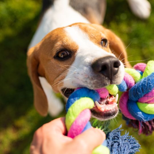 Honig für Hunde als Energielieferant