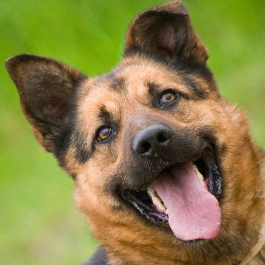 Honig für Hunde Hundehonig