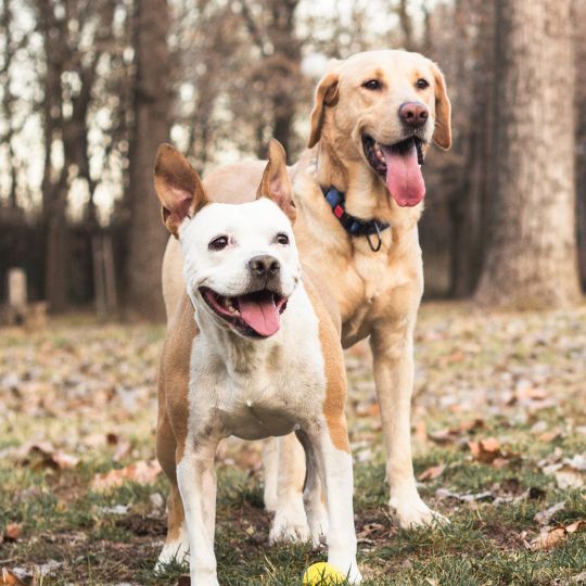 Hunde Honig Ergänzungsfutter