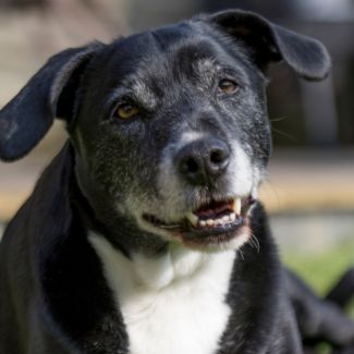 Superfood für hunde Hundehonig